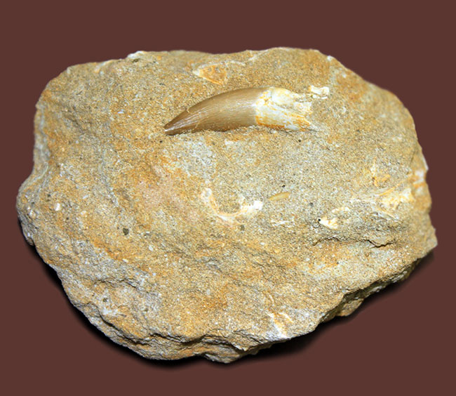 白亜紀の海生爬虫類、プレシオサウルス（Plesiosaurus sp.）の歯化石。母岩一体型。（その4）