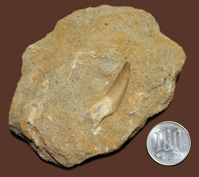 白亜紀の海生爬虫類、プレシオサウルス（Plesiosaurus sp.）の歯化石。母岩一体型。（その9）