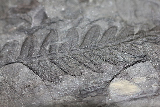 デボン紀の大絶滅の後に、大発展したシダ類の葉の化石（その1）