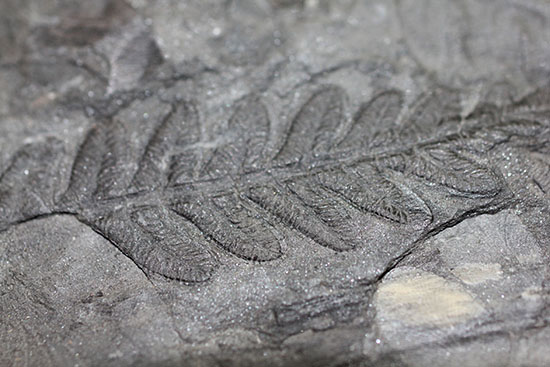 デボン紀の大絶滅の後に、大発展したシダ類の葉の化石(その1)
