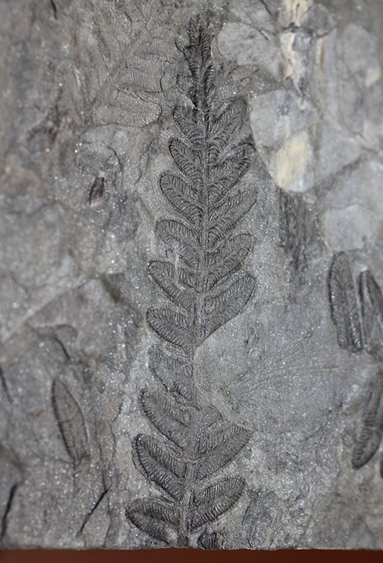 デボン紀の大絶滅の後に、大発展したシダ類の葉の化石（その2）
