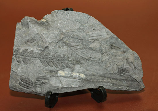 デボン紀の大絶滅の後に、大発展したシダ類の葉の化石(その3)
