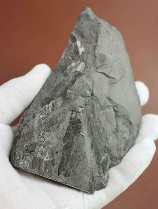 デボン紀の大絶滅の後に、大発展したシダ類の葉の化石(その4)
