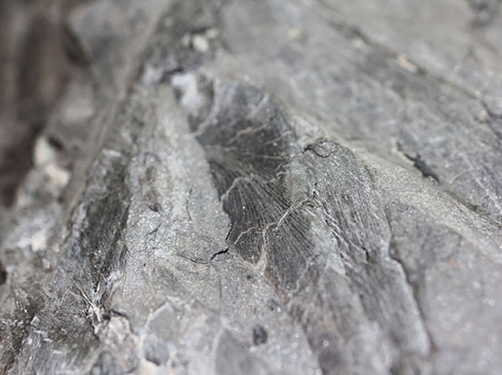 デボン紀の大絶滅の後に、大発展したシダ類の葉の化石（その5）