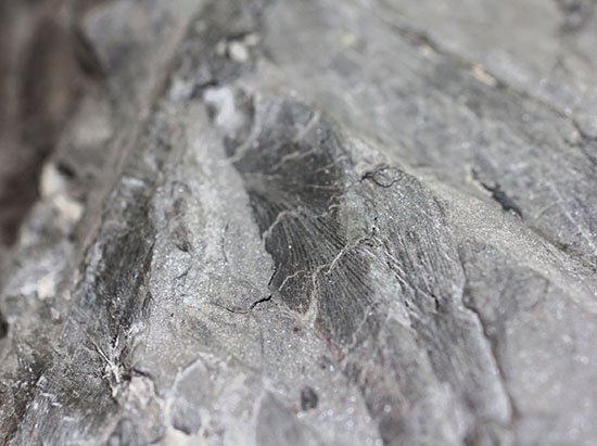デボン紀の大絶滅の後に、大発展したシダ類の葉の化石(その5)