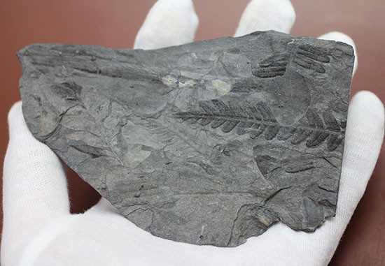 デボン紀の大絶滅の後に、大発展したシダ類の葉の化石（その6）
