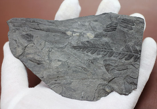 デボン紀の大絶滅の後に、大発展したシダ類の葉の化石(その6)
