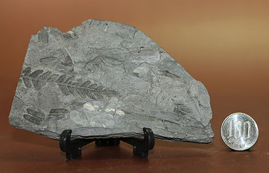 デボン紀の大絶滅の後に、大発展したシダ類の葉の化石（その7）