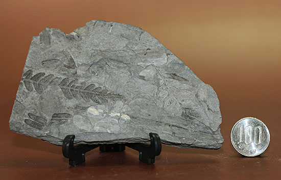 デボン紀の大絶滅の後に、大発展したシダ類の葉の化石(その7)