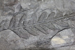 デボン紀の大絶滅の後に、大発展したシダ類の葉の化石