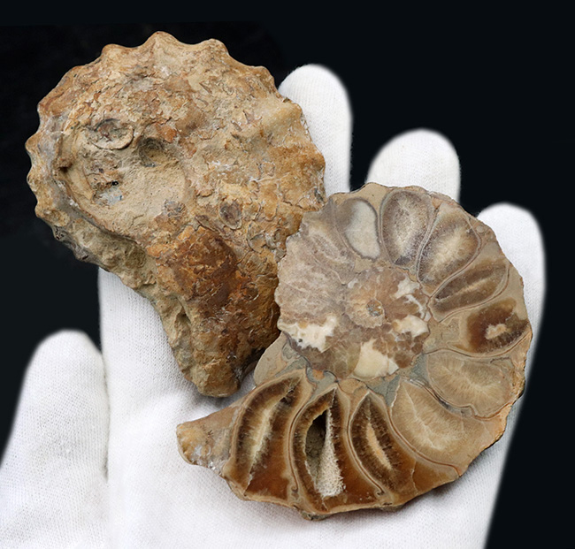 米国テキサス州産の突起のあるアンモナイト、アカンソセラス(Acanthoceras)のハーフカット標本(その2)