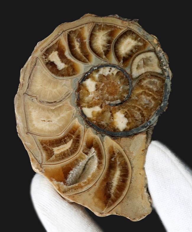 米国テキサス州産の突起のあるアンモナイト、アカンソセラス（Acanthoceras）のハーフカット標本（その3）