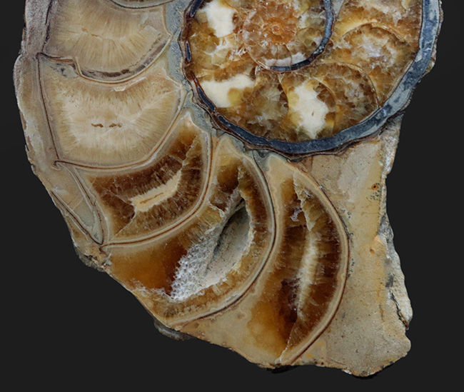 米国テキサス州産の突起のあるアンモナイト、アカンソセラス（Acanthoceras）のハーフカット標本（その5）