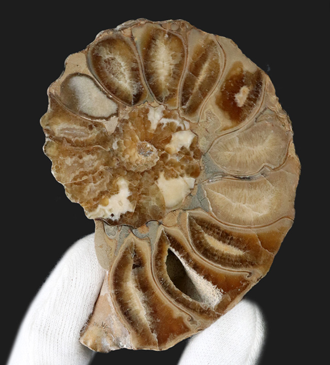 米国テキサス州産の突起のあるアンモナイト、アカンソセラス（Acanthoceras）のハーフカット標本（その6）
