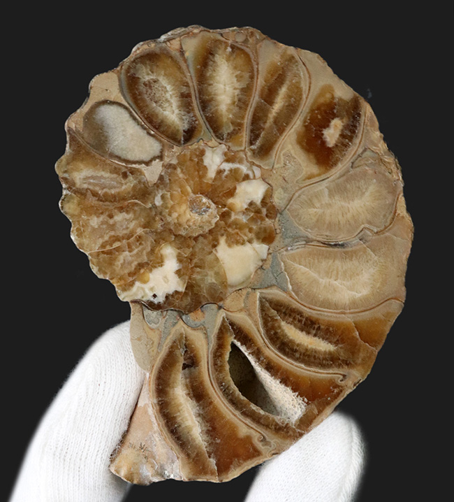 米国テキサス州産の突起のあるアンモナイト、アカンソセラス(Acanthoceras)のハーフカット標本(その6)