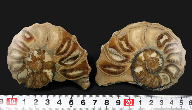 米国テキサス州産の突起のあるアンモナイト、アカンソセラス（Acanthoceras）のハーフカット標本（その8）
