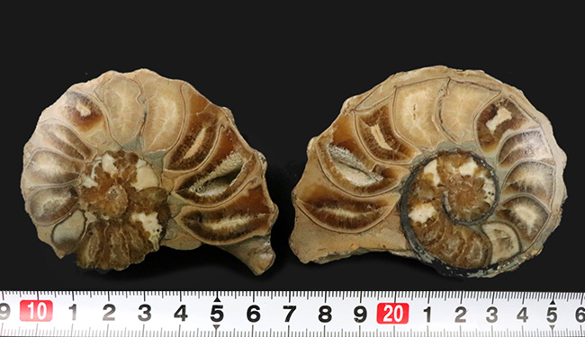 米国テキサス州産の突起のあるアンモナイト、アカンソセラス(Acanthoceras)のハーフカット標本(その8)