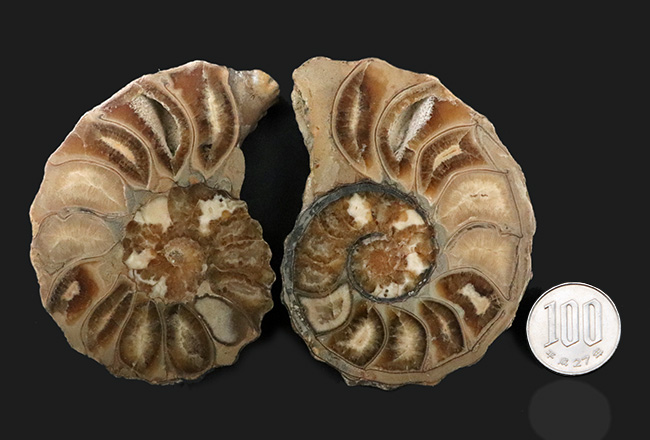 米国テキサス州産の突起のあるアンモナイト、アカンソセラス(Acanthoceras)のハーフカット標本(その9)