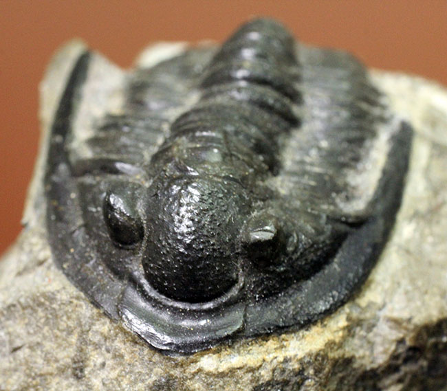 モロッコ産のデボン紀の三葉虫、コルヌプロエタス(Cornuproetus sp.)(その1)