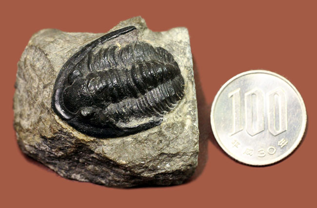 モロッコ産のデボン紀の三葉虫、コルヌプロエタス(Cornuproetus sp.)(その10)