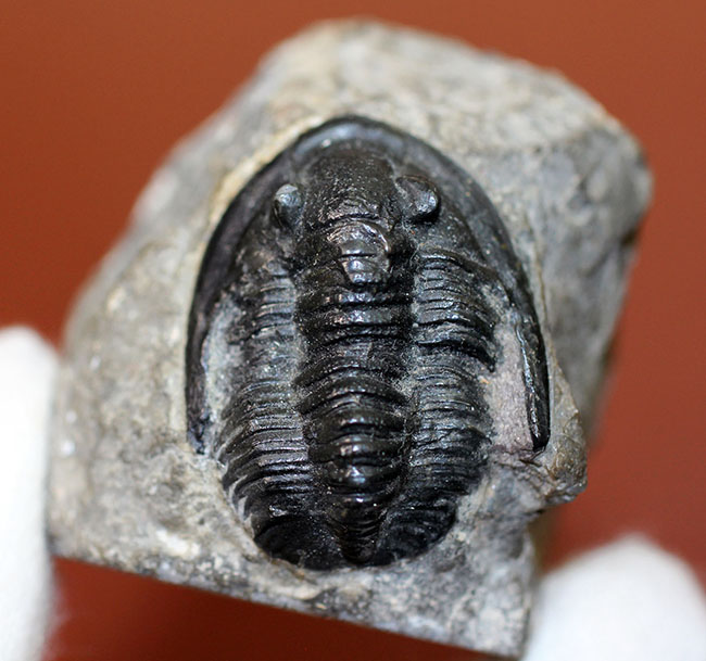 モロッコ産のデボン紀の三葉虫、コルヌプロエタス(Cornuproetus sp.)(その2)