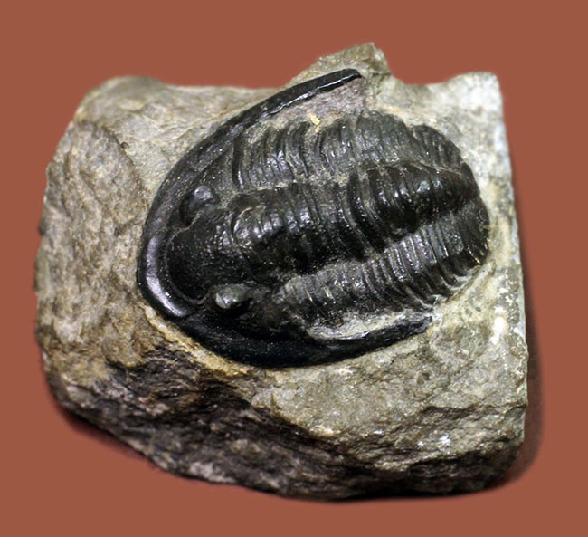 モロッコ産のデボン紀の三葉虫、コルヌプロエタス（Cornuproetus sp