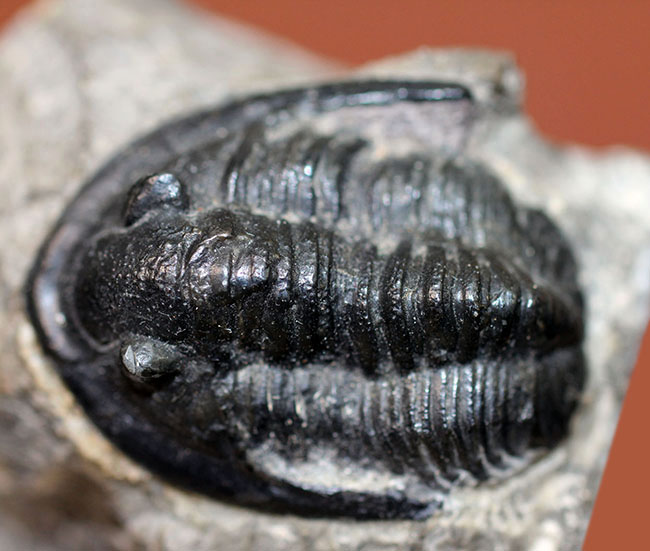 モロッコ産のデボン紀の三葉虫、コルヌプロエタス(Cornuproetus sp.)(その4)