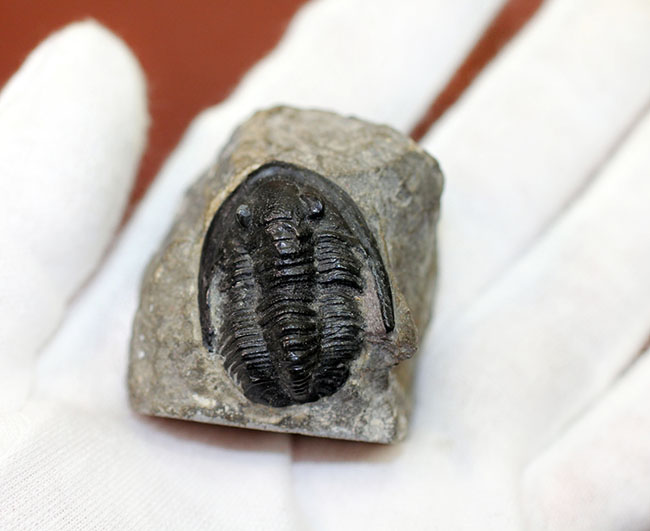 モロッコ産のデボン紀の三葉虫、コルヌプロエタス(Cornuproetus sp.)(その5)