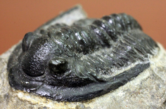 モロッコ産のデボン紀の三葉虫、コルヌプロエタス(Cornuproetus sp.)(その7)
