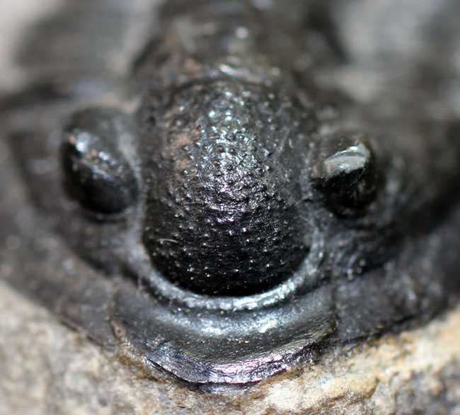 モロッコ産のデボン紀の三葉虫、コルヌプロエタス(Cornuproetus sp.)(その8)