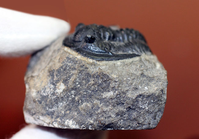 モロッコ産のデボン紀の三葉虫、コルヌプロエタス(Cornuproetus sp.)(その9)