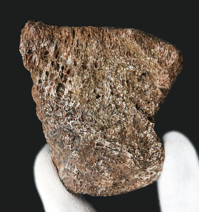 米国コロラド州のジュラ紀の地層より発見された恐竜の骨と思しき断片の化石（その1）