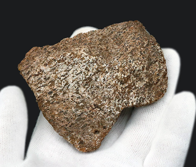 米国コロラド州のジュラ紀の地層より発見された恐竜の骨と思しき断片の化石（その2）