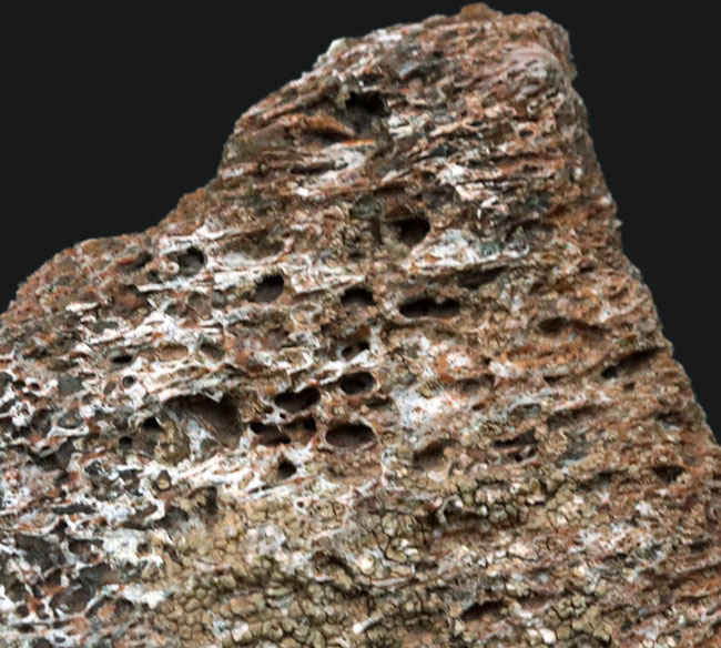 米国コロラド州のジュラ紀の地層より発見された恐竜の骨と思しき断片の化石（その3）