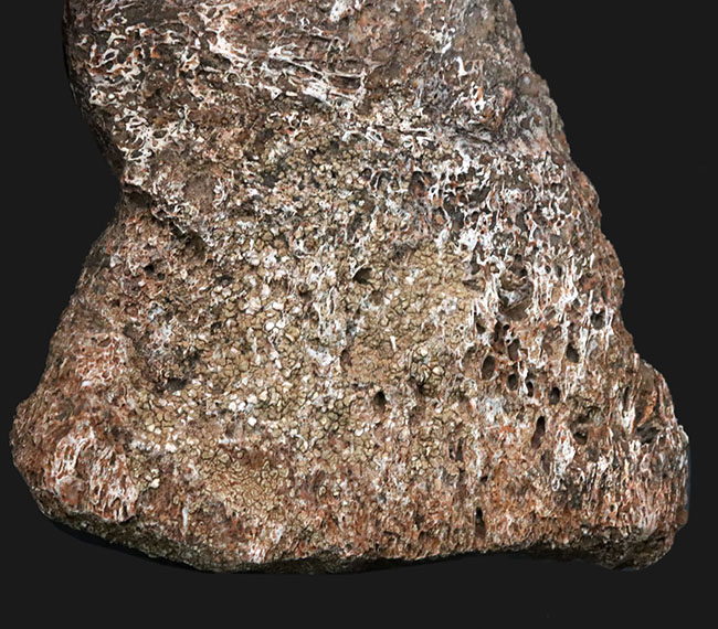 米国コロラド州のジュラ紀の地層より発見された恐竜の骨と思しき断片の化石(その4)
