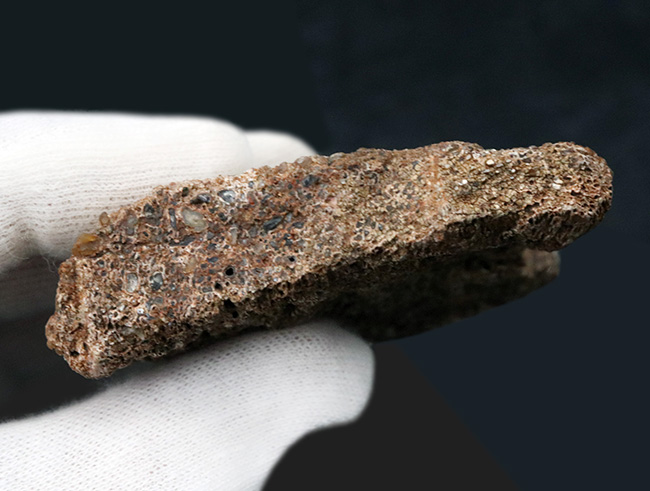 米国コロラド州のジュラ紀の地層より発見された恐竜の骨と思しき断片の化石(その5)