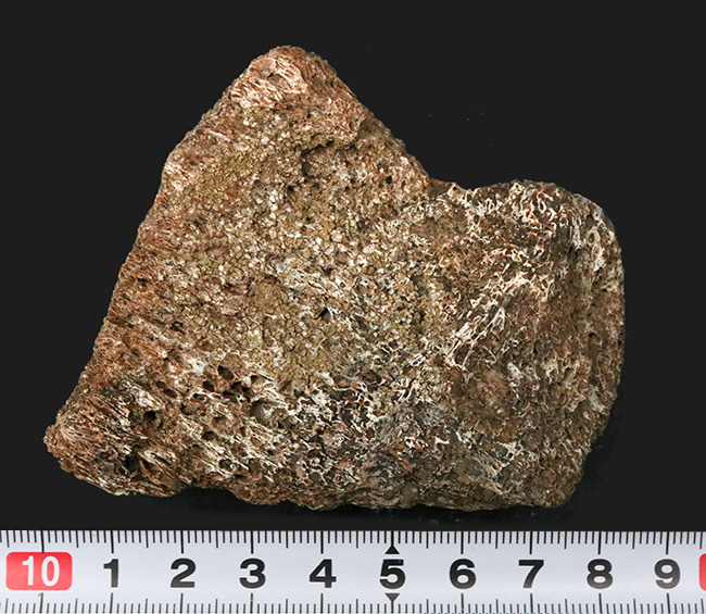 米国コロラド州のジュラ紀の地層より発見された恐竜の骨と思しき断片の化石（その6）