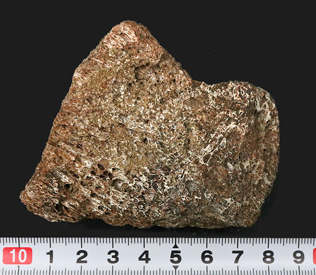 米国コロラド州のジュラ紀の地層より発見された恐竜の骨と思しき断片の化石(その6)