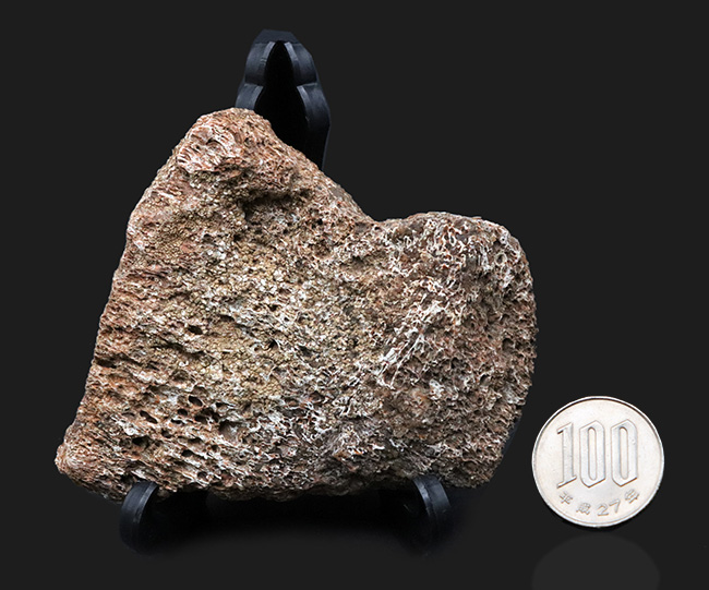 米国コロラド州のジュラ紀の地層より発見された恐竜の骨と思しき断片の化石(その7)