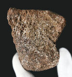 米国コロラド州のジュラ紀の地層より発見された恐竜の骨と思しき断片の化石