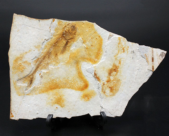 全身が保存されています！東アジアを代表する淡水魚、リコプテラ（Lycoptera sp.）の上質化石（その1）