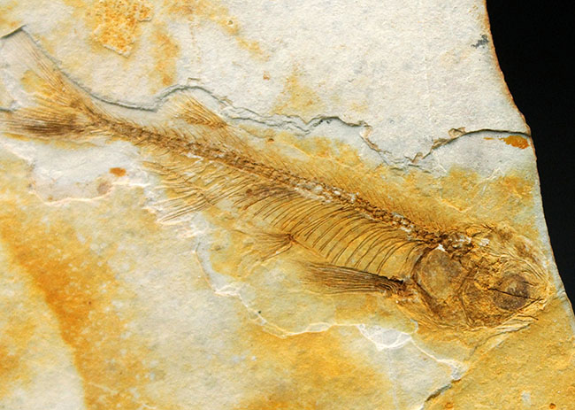 全身が保存されています！東アジアを代表する淡水魚、リコプテラ（Lycoptera sp.）の上質化石（その2）
