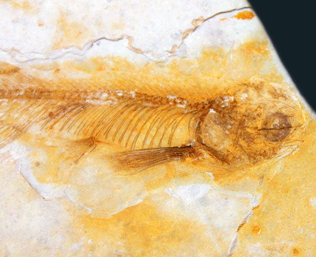 全身が保存されています！東アジアを代表する淡水魚、リコプテラ（Lycoptera sp.）の上質化石（その3）
