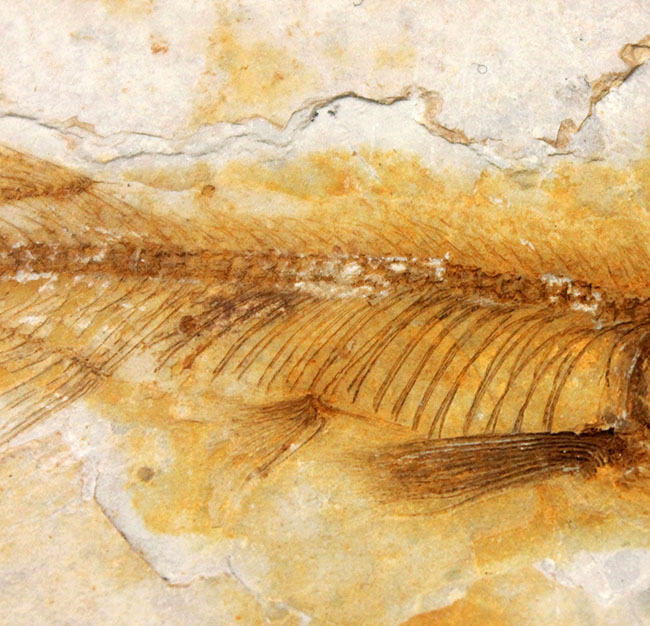 全身が保存されています！東アジアを代表する淡水魚、リコプテラ（Lycoptera sp.）の上質化石（その4）