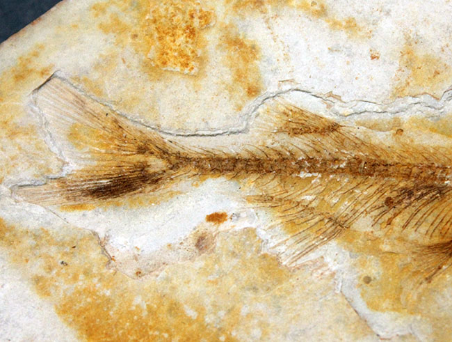 全身が保存されています！東アジアを代表する淡水魚、リコプテラ（Lycoptera sp.）の上質化石（その5）