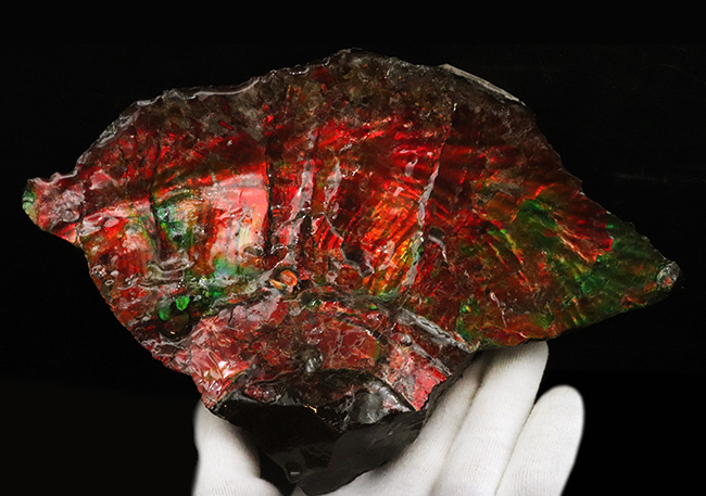 驚愕の美しさ!過去最高と言って良い、凄まじい輝きを放つ、アンモライト(Ammolite)のブロック(その4)
