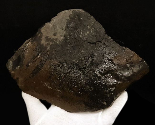 驚愕の美しさ!過去最高と言って良い、凄まじい輝きを放つ、アンモライト(Ammolite)のブロック(その7)