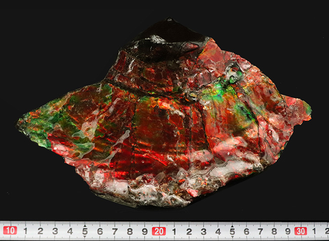 驚愕の美しさ!過去最高と言って良い、凄まじい輝きを放つ、アンモライト(Ammolite)のブロック(その9)