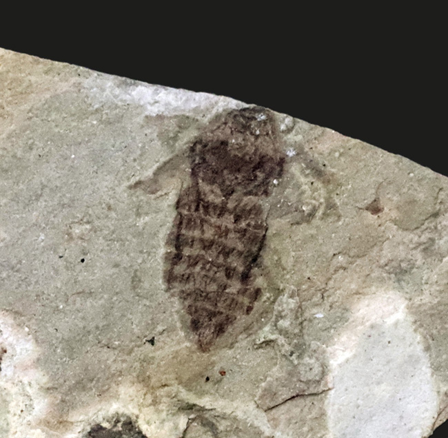 大きい9ミリ級!中国遼寧省、熱河層群で発見された、立派な昆虫の化石(Insect fossil)(その1)