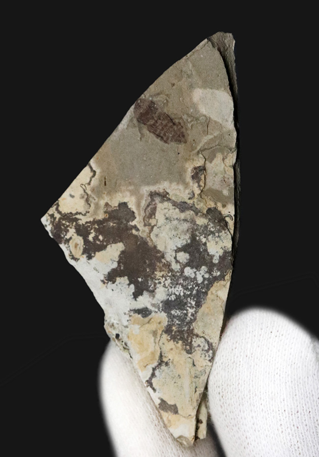 大きい9ミリ級!中国遼寧省、熱河層群で発見された、立派な昆虫の化石(Insect fossil)(その2)